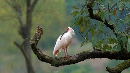 被宣布灭绝的“吉祥之鸟”在中国被发现？它们今天活得怎么样？