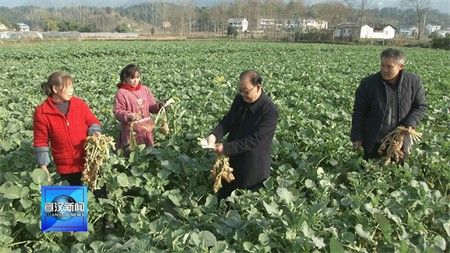 《新春·走基层》四川宣汉：加强油菜管理 确保稳产丰收