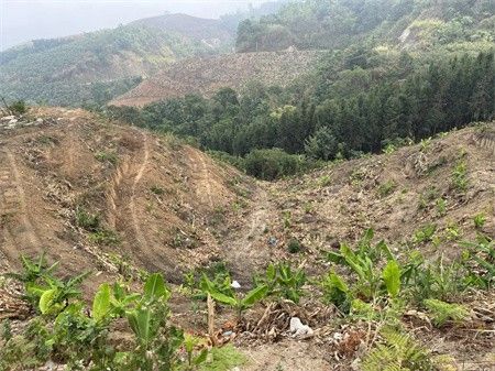 云南临沧、西双版纳：大面积天然林被毁、公益林失管！