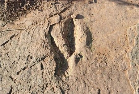 中国发现！世界最大恐爪龙类足迹